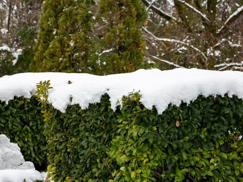 Bushes With Green Leaves Are Covered With Snow Snow Spring
