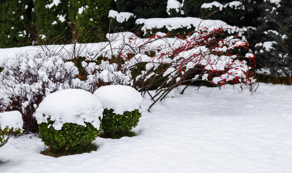 Winter Garden With Decorative Shrubs Shaped Yew Boxwoods Buxus Covered With Snow Gardening Concept
