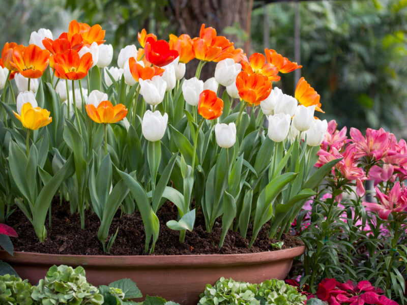 Colorful Tulips Flower Pot