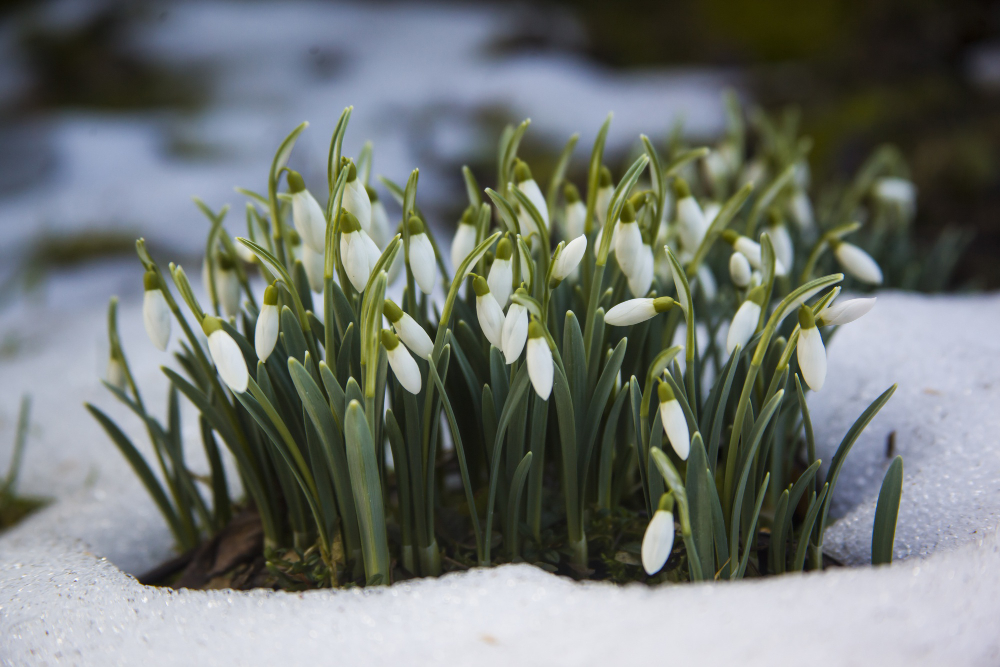Cute White Snowdrop Flowers Snowy Ground Start Spring