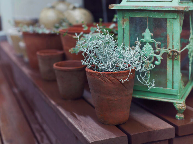 Close Up Potted Plant Table