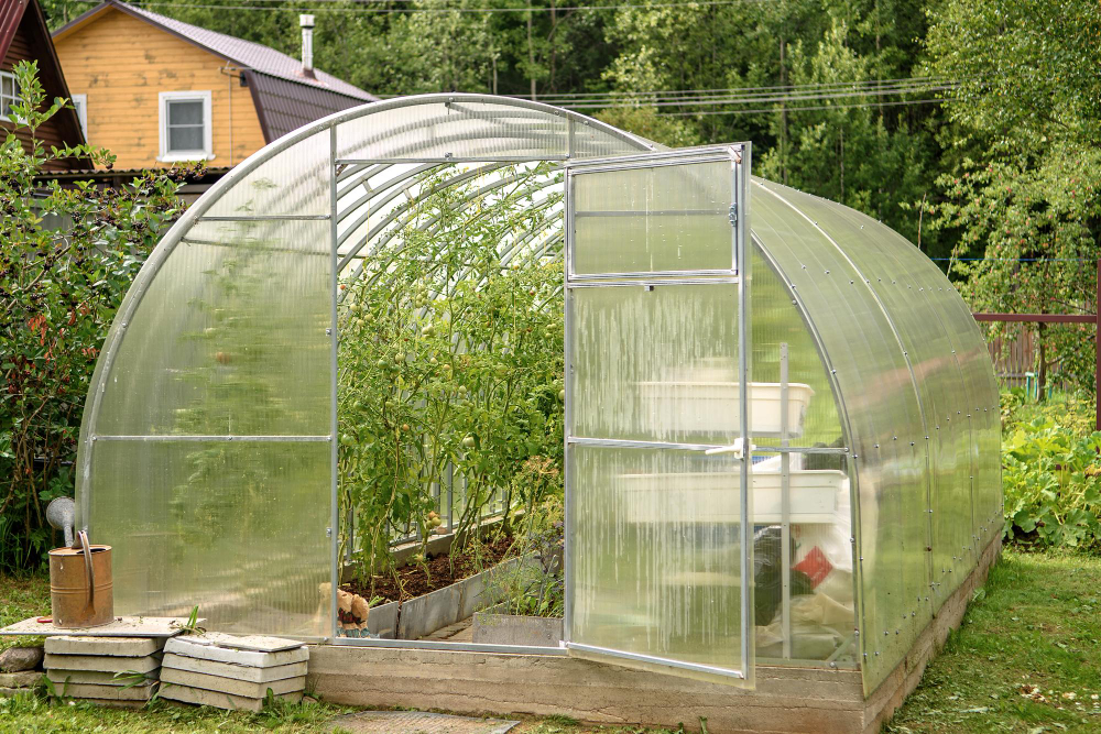 Greenhouse Backyard With Open Door Growing Tomatoes Cucumbers Summer Your Garden
