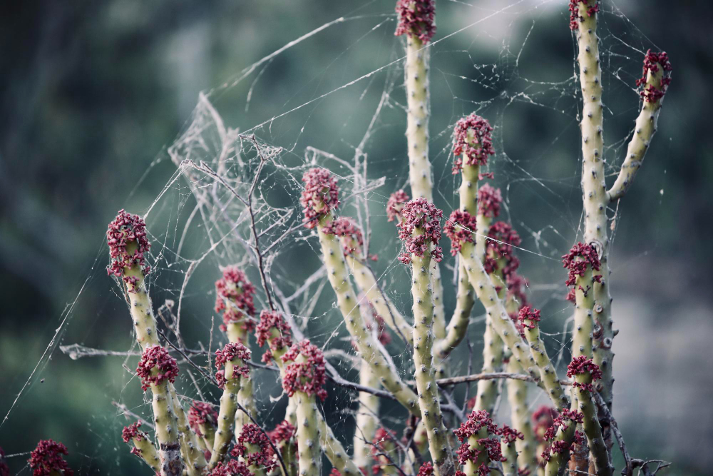 Close Up Spider Web Plant