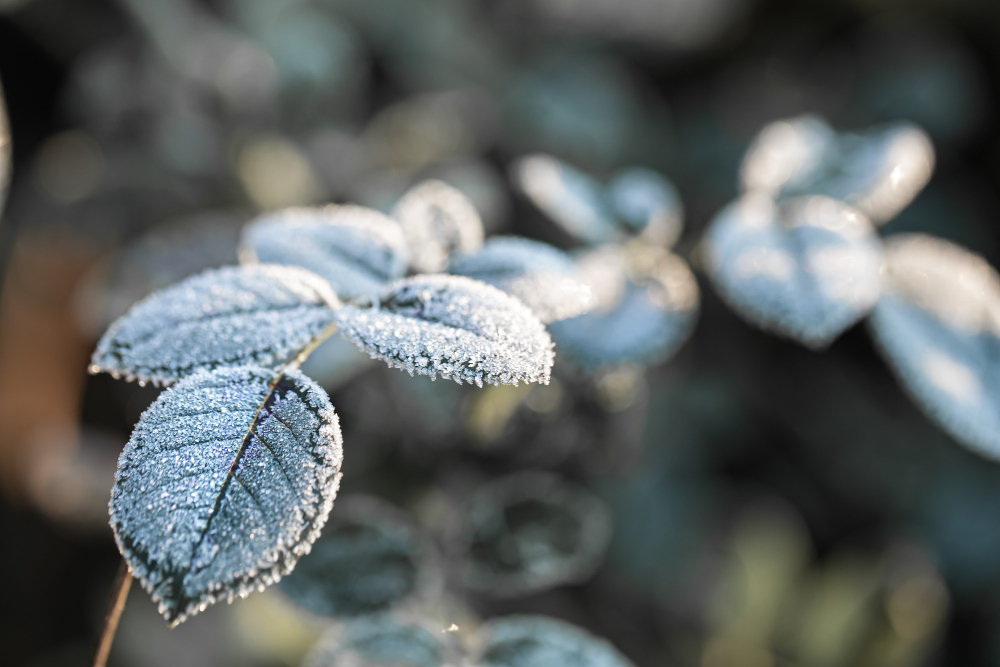 Branches Covered With Frost Frosty Plants Early Morning Cold Season