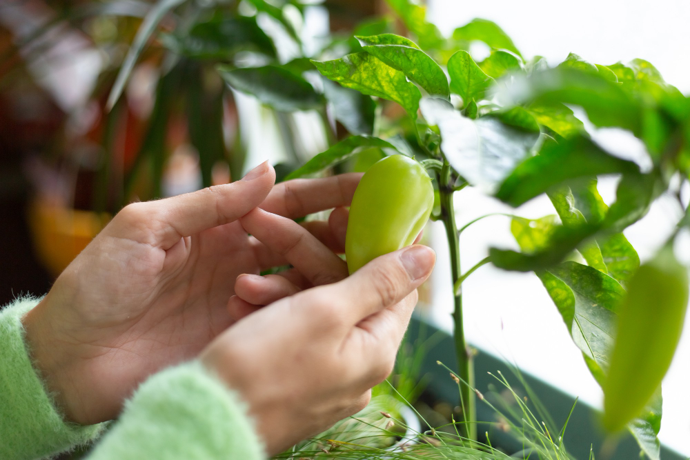 Woman Gardener Home Holding Green Pepper Growing Plant (1)