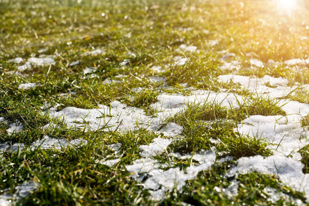 Spring Is Coming Green Grass Lawn With Last Snow Sun Light Beautiful Spring Background