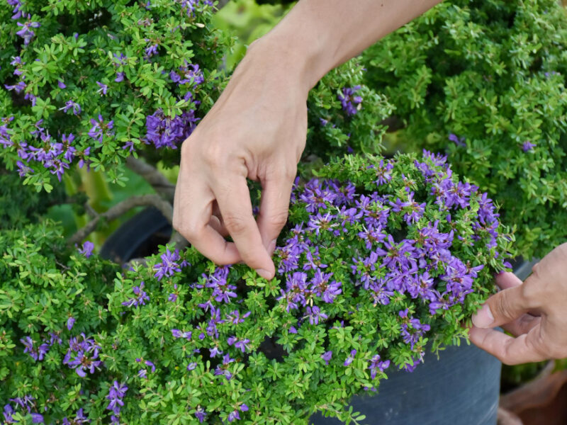 Person Is Working Plant That Is Purple Has Word Thyme It