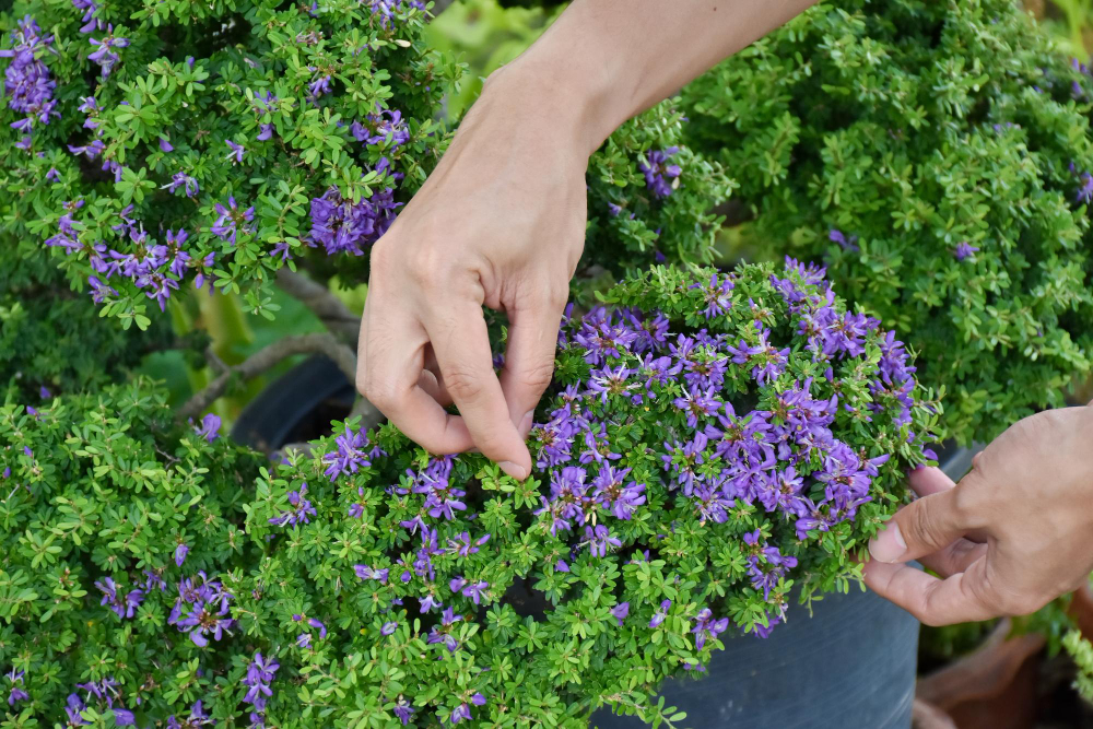 Person Is Working Plant That Is Purple Has Word Thyme It
