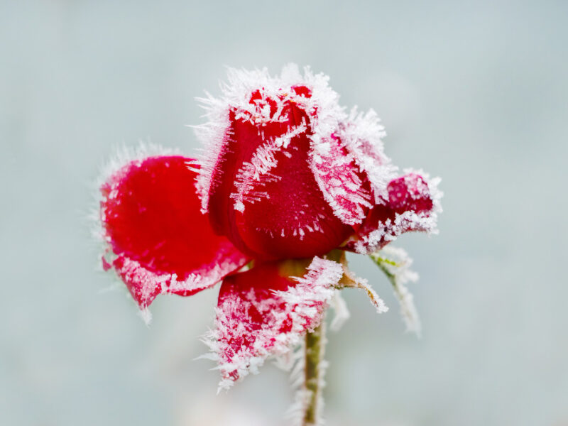 Frost Covered Red Rose Light Blue Background