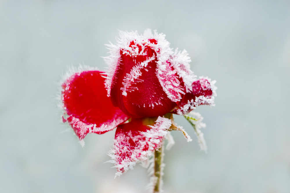 Frost Covered Red Rose Light Blue Background