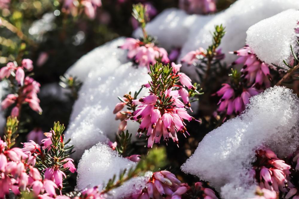 Blooming Pink Erica Carnea Flowers Winter Heath Snow Garden Early Spring Floral