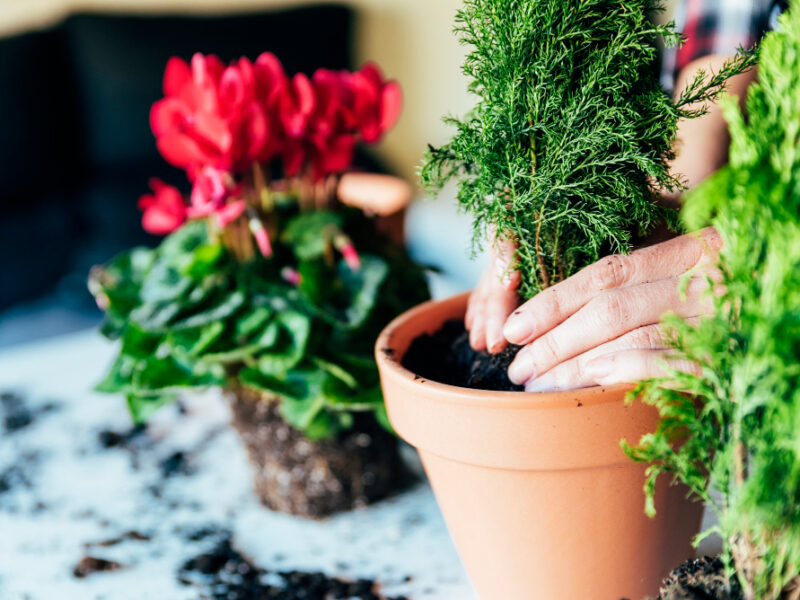 Woman S Hands Transplanting Plant Into New Pot