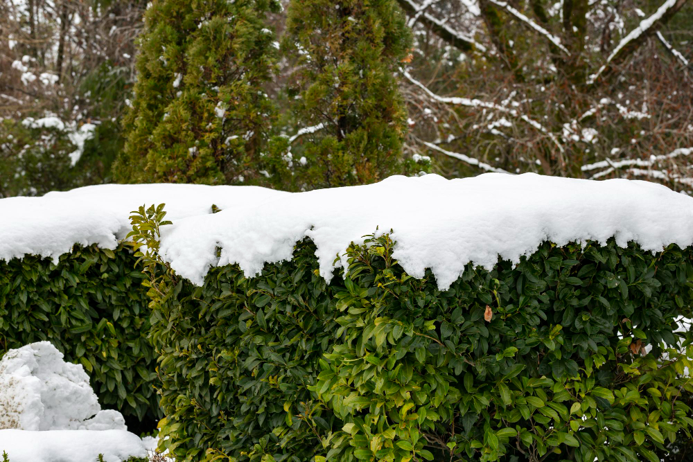 Bushes With Green Leaves Are Covered With Snow Snow Spring