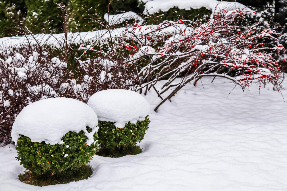 Winter Garden With Decorative Shrubs Shaped Boxwoods Buxus Covered With Snow Gardening Concept