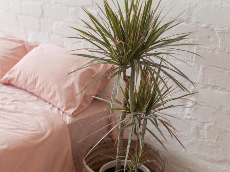Fluffy Home Plant Pot White Brick Wall Background Bed With Pink Bed Linen White Wall