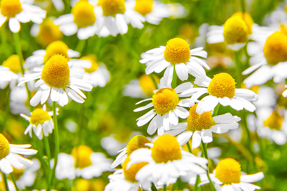 Pharmacy Chamomile Medicinal Plant Field With White Flowers