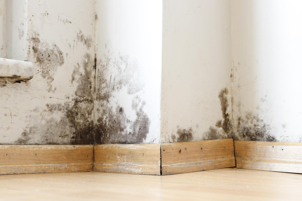 Damp Buildings Damaged By Black Mold Fungus Dampness Water Infiltration Insulation Mol