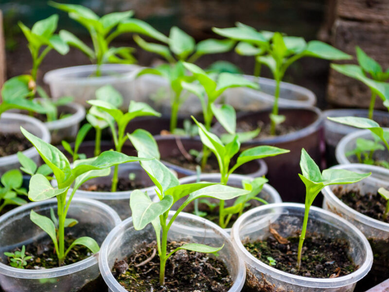 Pepper Seedlings Plastic Cups