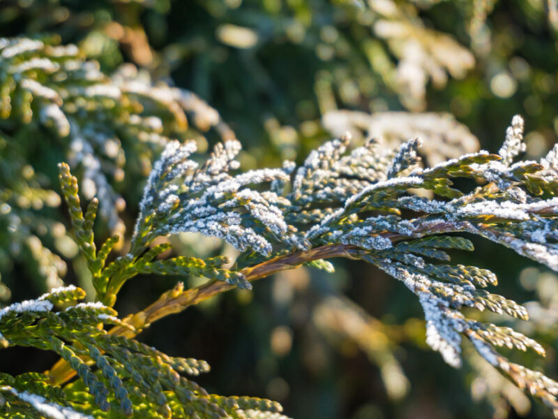 Snowcovered Thuja Branches Falling Snow Landscape Macro Photography Wallpaper