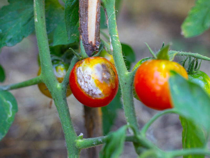 Bush Is Ripening Tomato With Spots Affected By Late Blight Fungal Diseases Tomato Prevention Care Selective Focus