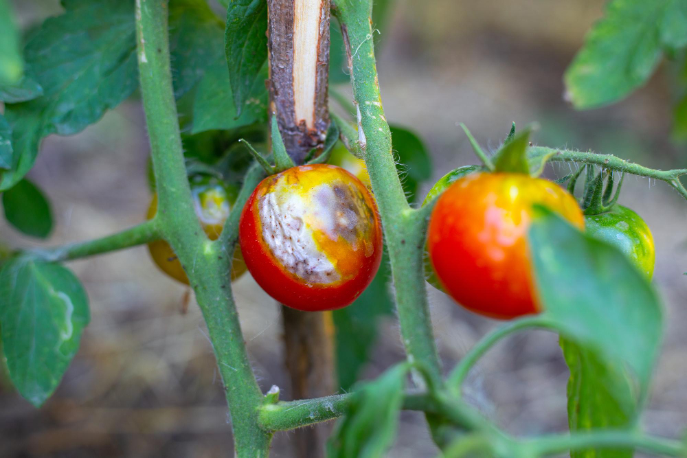 Bush Is Ripening Tomato With Spots Affected By Late Blight Fungal Diseases Tomato Prevention Care Selective Focus
