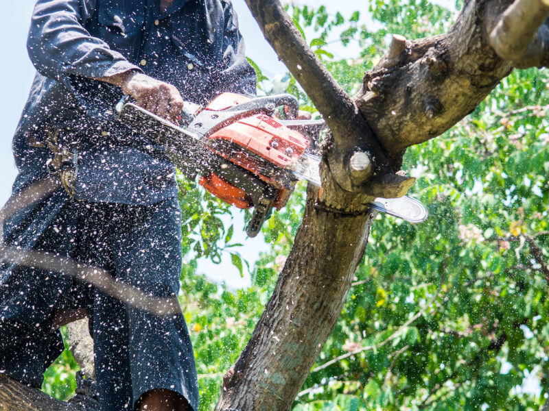 Man Uses Chainsaw Cut The Tree