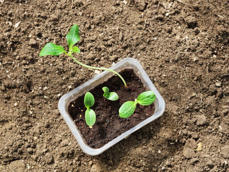 One Seedling Pumpkin Plant Pulled Ahead Growth Seedling Box Dry Ground