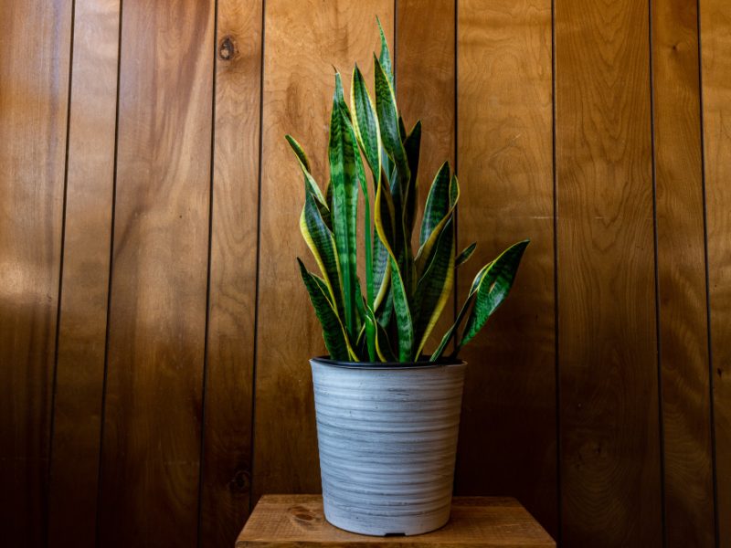 Houseplant With Long Leaves Pot Against Wooden Wall Lights