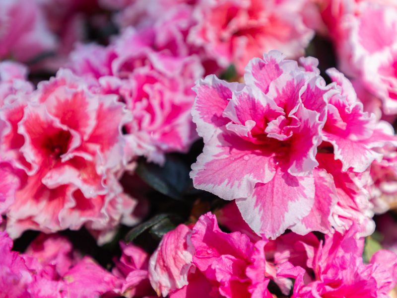rhododendron-pink-flowers-garden-close-up