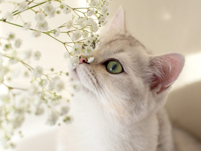 Close Up Portrait Beautiful White British Cat Sniffing White Flowers