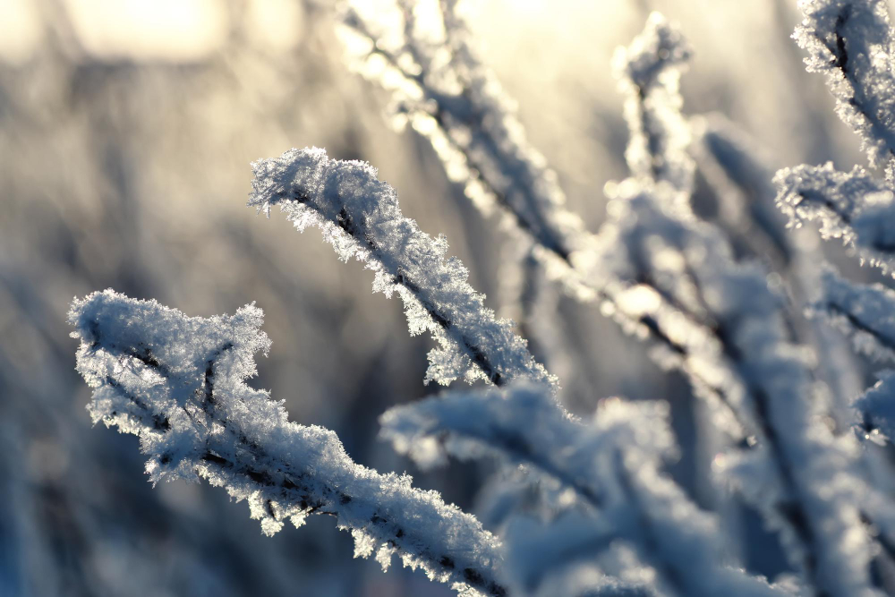 branch-plant-covered-with-snow-winter-macro (1)
