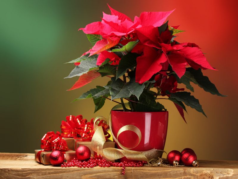 Beautiful Poinsettia Flowerpot Gifts Christmas Balls Wooden Table Bright Background