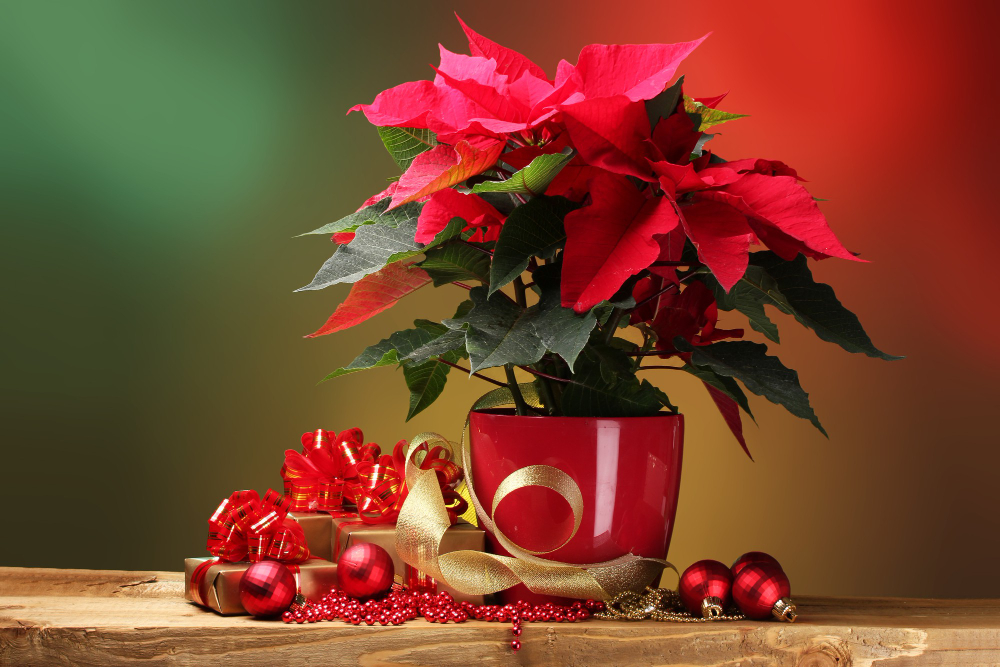 Beautiful Poinsettia Flowerpot Gifts Christmas Balls Wooden Table Bright Background