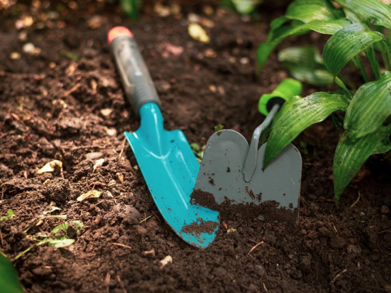 Tools Gardening Soil With Shovel Green Plants