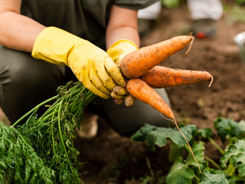 close-up-woman-harvesting-carrots