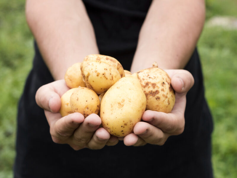 man-holding-fresh-potatoes