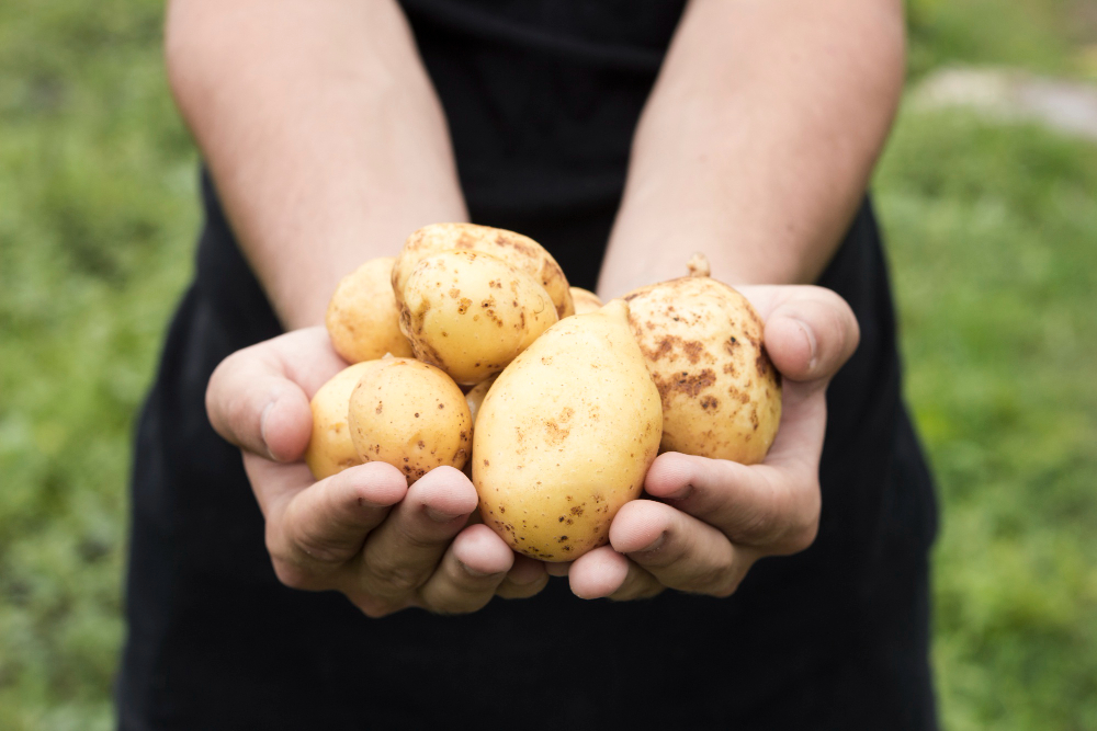 Man Holding Fresh Potatoes