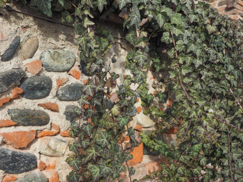 Ancient Brick Wall With Ivy Background