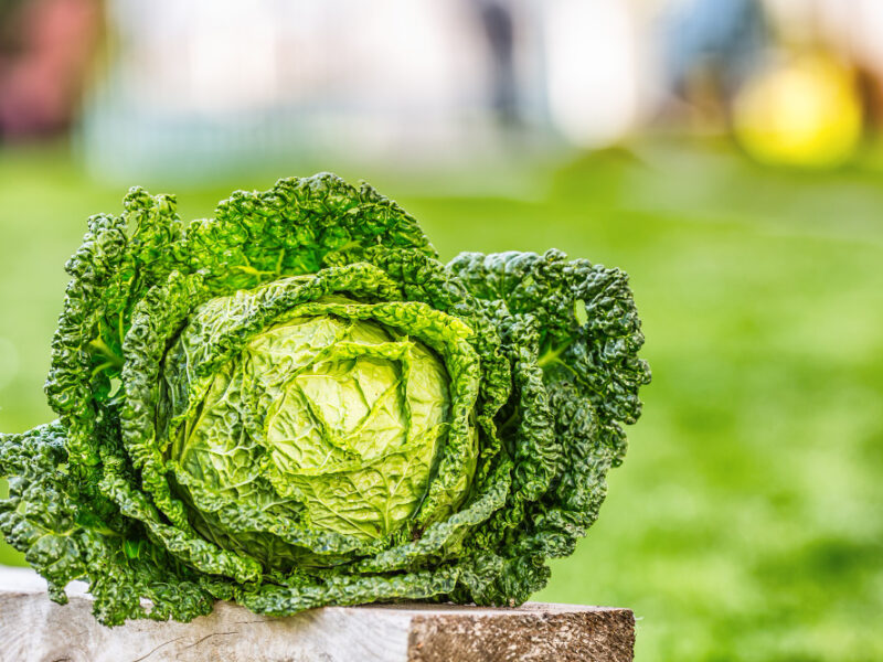 Kale Cabbage Vegetable Fresh Kale Head Garden Woden Board