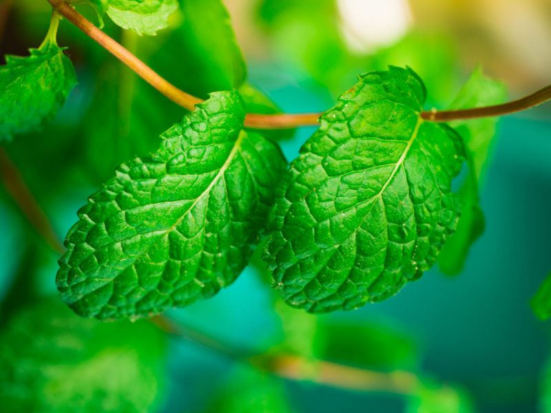Closeup Fresh Mint Blurry Background With Sunlight Using As Food Healthy Concept