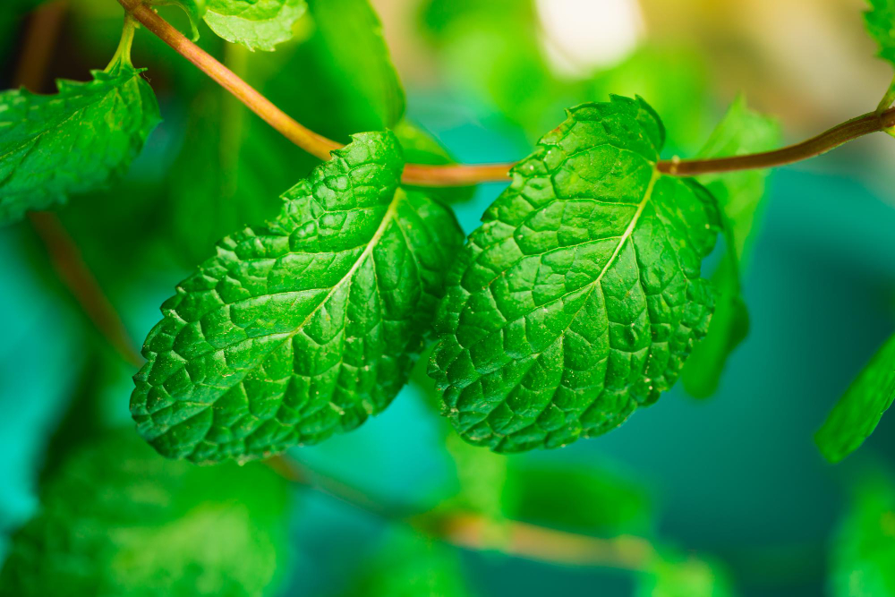 Closeup Fresh Mint Blurry Background With Sunlight Using As Food Healthy Concept