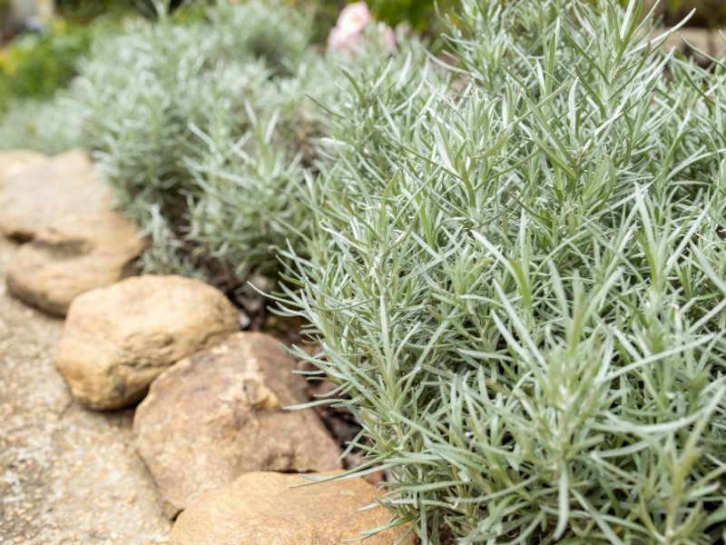 Fresh Rosemary Herb Grow Outdoor Rosemary Leaves Close Up