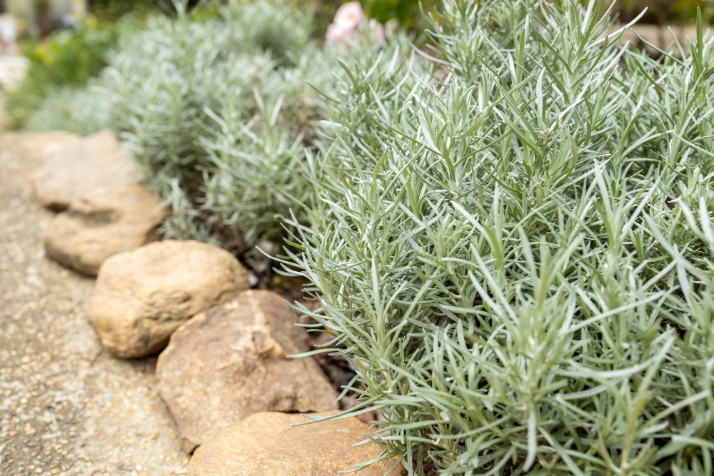 Fresh Rosemary Herb Grow Outdoor Rosemary Leaves Close Up