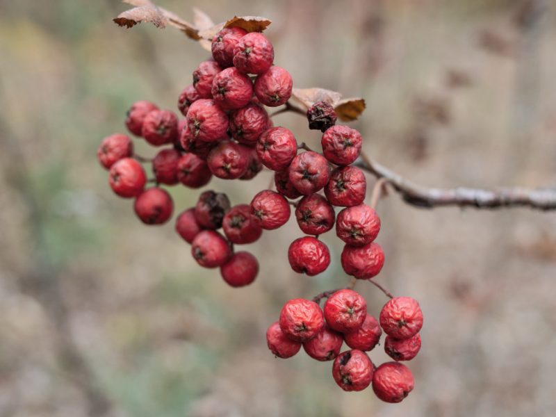 Ripe Berries Red Rowanberry Blurred Background Nature Plants