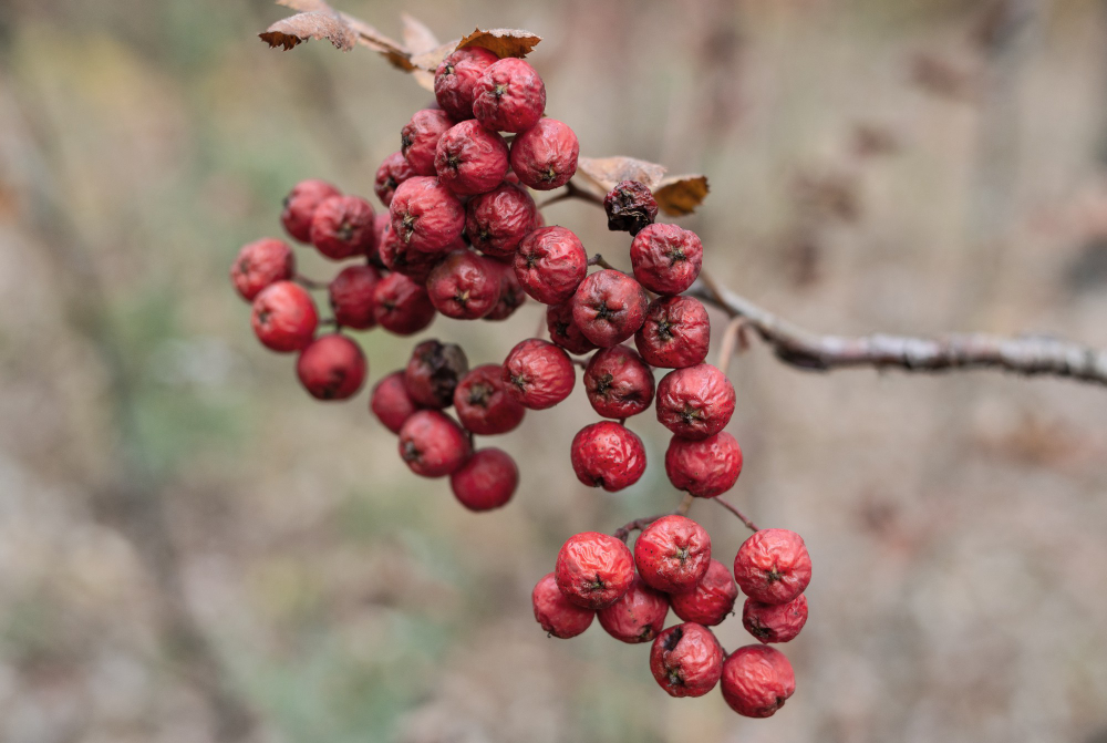 Ripe Berries Red Rowanberry Blurred Background Nature Plants