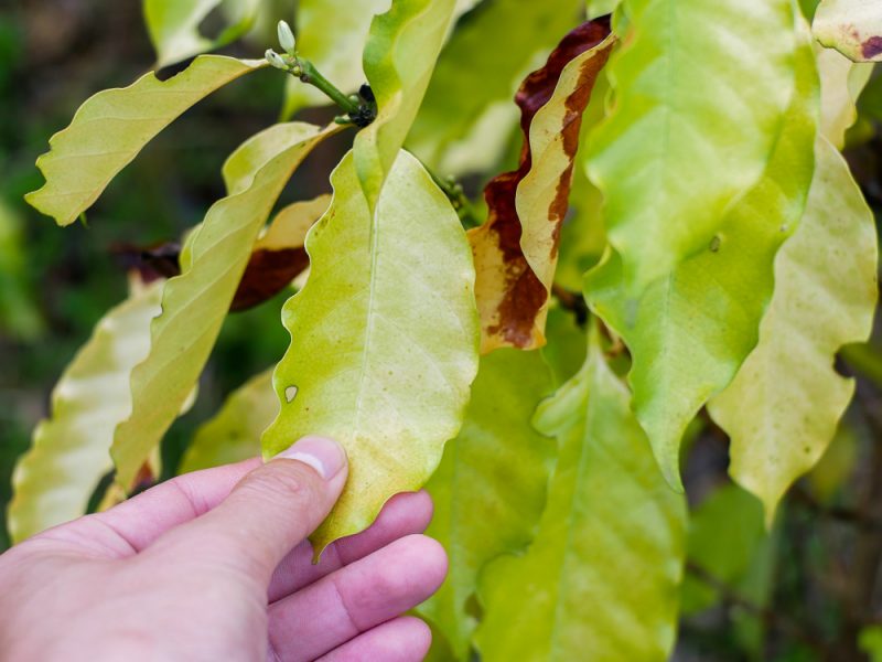 Yellow Leaf Stunting Disorder Chlorosis Coffee Tree