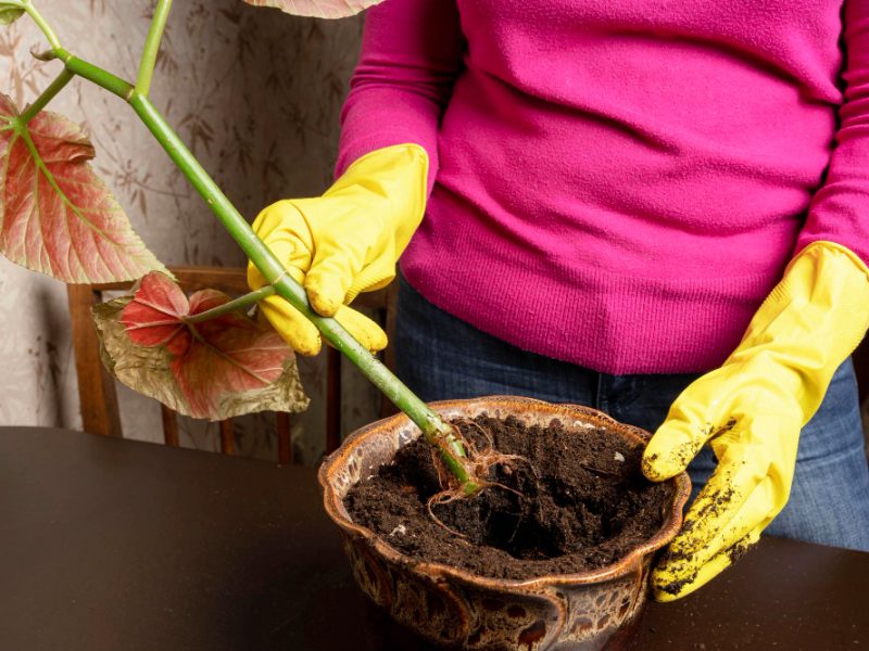 Hands Rubber Gloves Hold Flower Stem With Sprouted Root System Ceramic Flower Pot