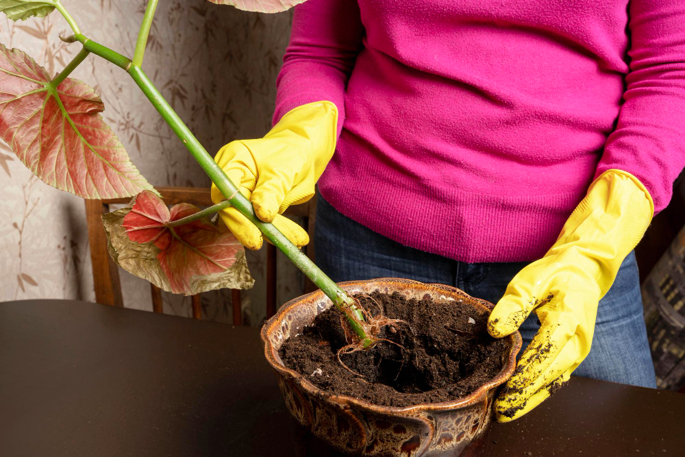 Hands Rubber Gloves Hold Flower Stem With Sprouted Root System Ceramic Flower Pot