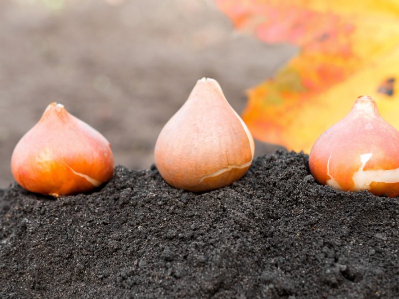 closeup-tulip-bulbs-standing-soil-ready-planting-autumn-day