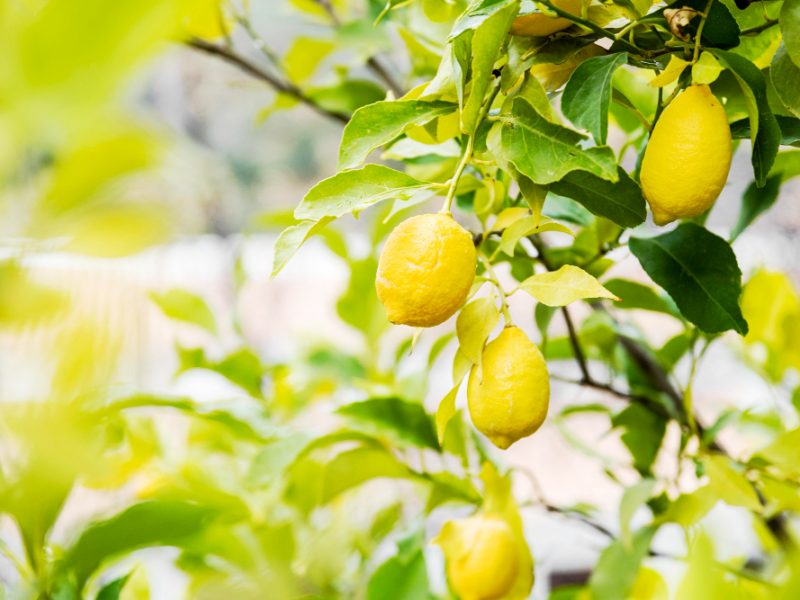 Delicious Lemon Citrus Tree